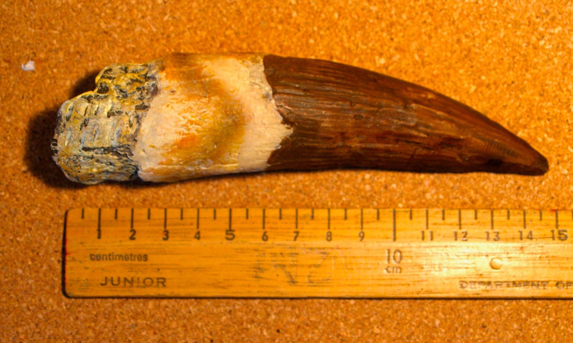 tarbosaurus tooth